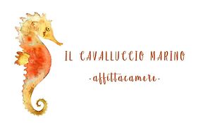 Il Cavalluccio Marino Pension
